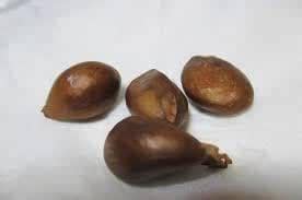 Nature Seeds Premium Loquat Seeds - Harvest Fresh and Ready to Plant ...