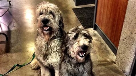 See the dogs in 'Peter Pan Live!' with Allison Williams, Christopher Walken - TODAY.com