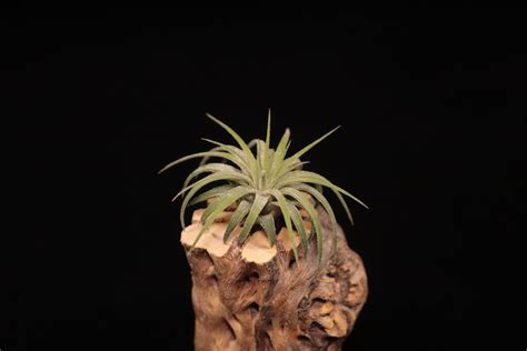 【送料無料】ionantha 'Ron' from RFI〔エアプランツ〕現品発送T5341 | plane plants