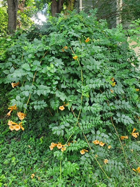 Campsis radicans 'Flava' --Yellow Trumpet Vine-- – Lone Star Nursery