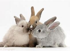 Image result for 3 Rabbits