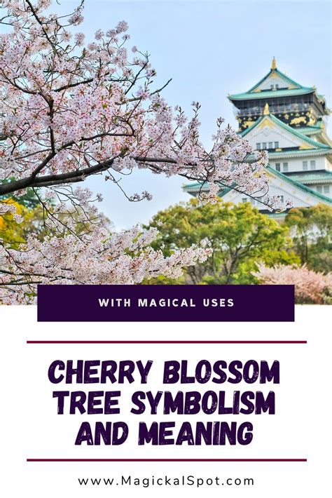 Japanese Cherry Blossom Symbolism and Meaning [Sakura Tree]