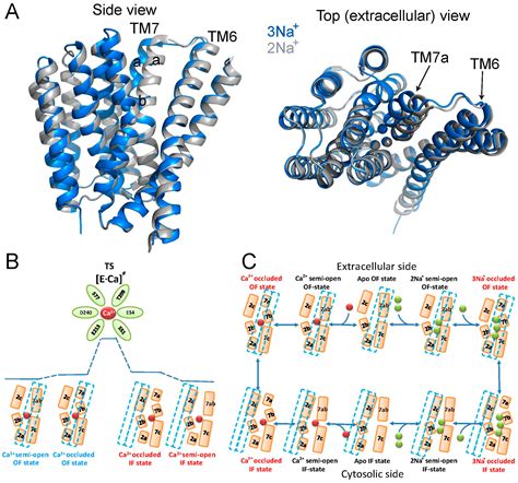 Structure-Functional Basis of Ion Transport in Sodium–Calcium Exchanger ...
