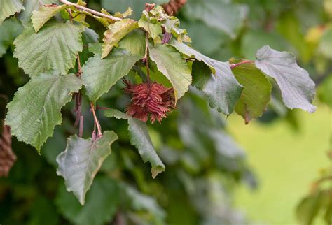 Image result for Hazelnut Hazel Tree