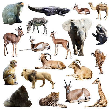 常见野生动物图片,常见的野生动物有哪些 - 伤感说说吧