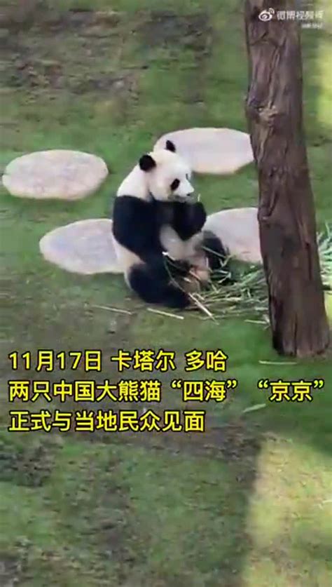 首对中国赴卡塔尔大熊猫掀起“熊猫热”_京京_卡塔尔多哈_四海
