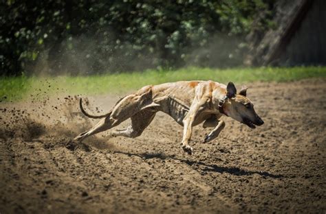 Image result for How Fast Can Dogs Run