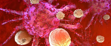 Understanding The Impact of the Immune System on Aging