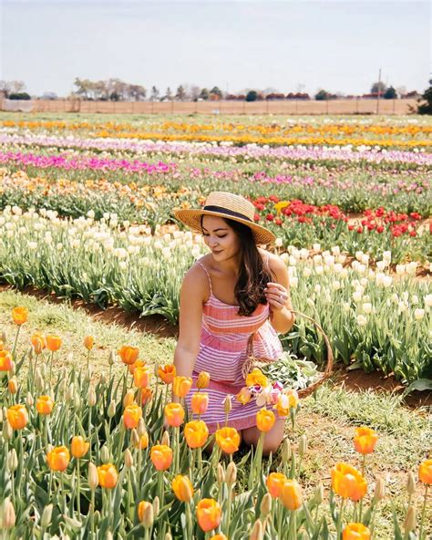Texas Tulips 2026 (Pilot Point): Dates, Prices, Photos & Bloom Tips