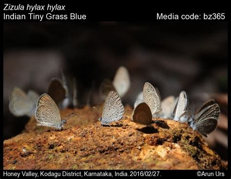 Zizula hylax | Butterfly