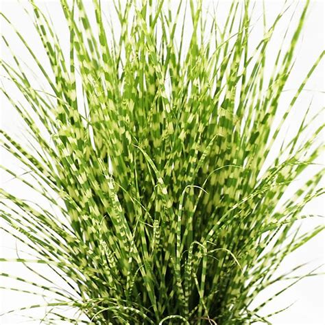 3 X Miscanthus Sinensis Strictus Porcupine Grass Deciduous Shrub Plant ...