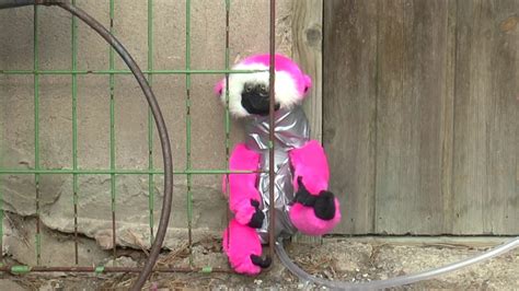 Image result for Baby Monkey Exploding