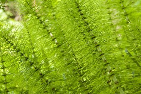 Image result for horsetail and nerve damage