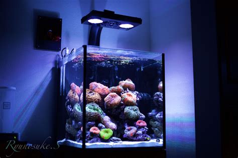 25 Gallon Reef Tank Illuminated in the Dark