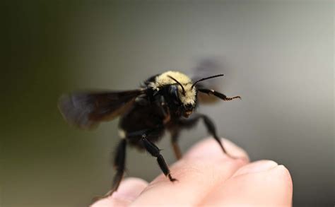 Do Carpenter Bees Sting? - Beekeeping 101