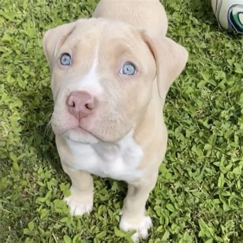 Pit Bulls With Blue Eyes: Health, Risks, Tips, Care, Pictures & FAQs ...