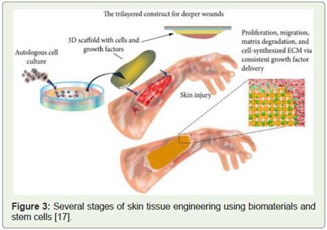 Tissue engineering Applications 的图像结果