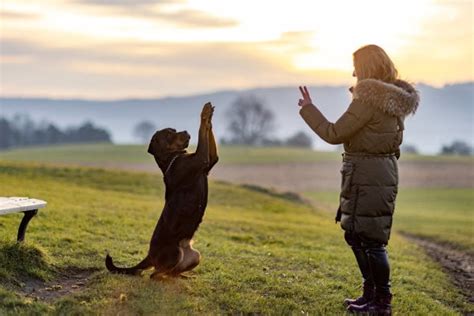 Image result for Hand Signs for Dogs