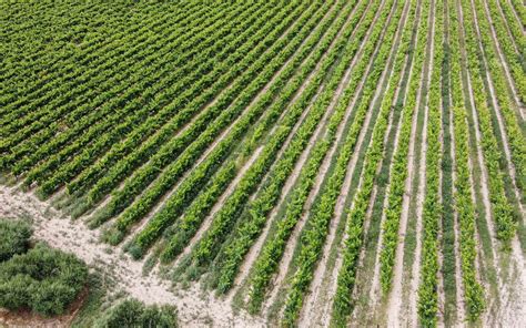 Wine regions of Spain | BBC Maestro