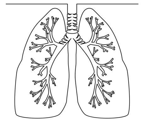 Lungs Simple Drawing - Drawing.rjuuc.edu.np