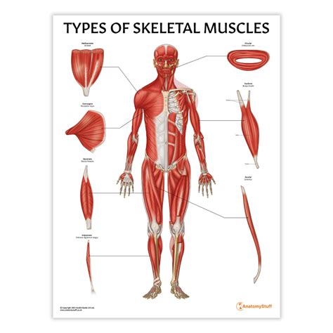 Image result for Skeletal Muscles