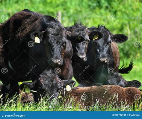 Cattle are Large, Domesticated, Bovid Ungulates. Stock Image - Image of ...