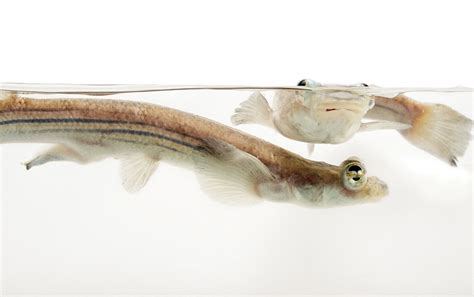 Four Eyed Fish