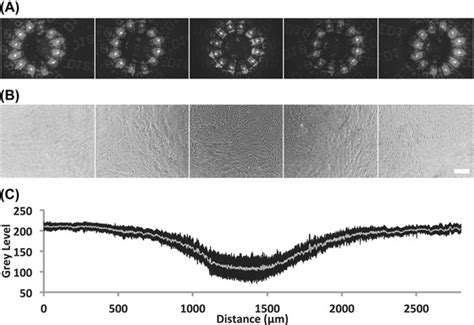 Image result for Phase Ring Alignment