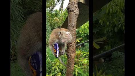 Image result for Alien Monkeys Cracker