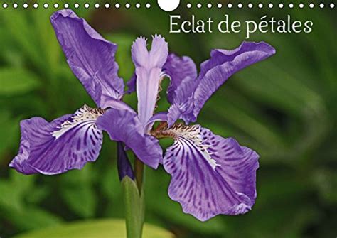 Buy Eclat de pétales 2019: Les fleurs embellissent nos journées ...