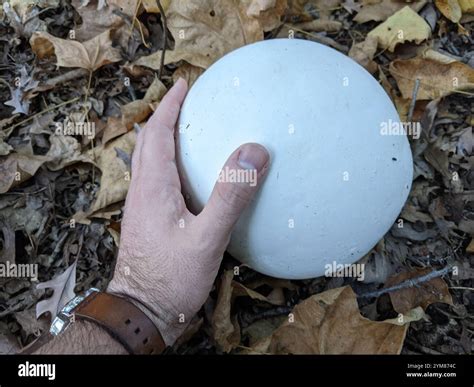 giant puffball (Calvatia gigantea Stock Photo - Alamy