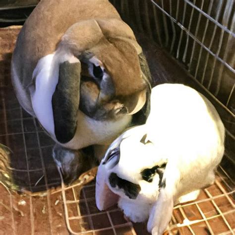 Python vs Large Rabbit Size 的图像结果