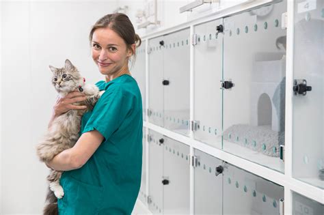 Veterinary Nurse Assistant Salary Australia 2026 | Vet Clinic Earnings