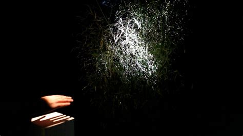 JavaScript Interactive Tree 的图像结果