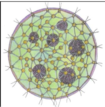 Volvox: Structure, Classification and Reproduction | AESL