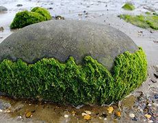 Image result for Algae