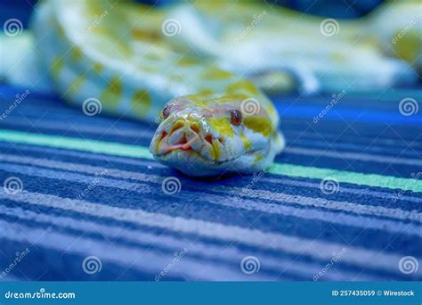 Image result for Burmese Python Cute