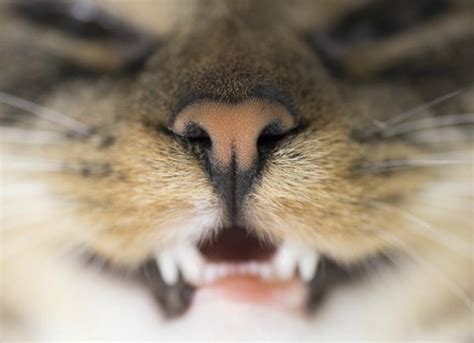 Cat Teeth Grinding Causes and Treatment Options | PetMD