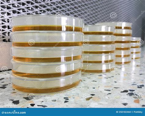 Tryptic Soy Agar in Petri Dishes. Stock Photo - Image of experiment ...