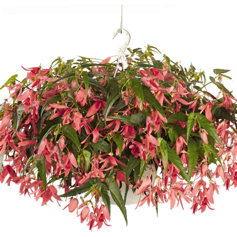 Begonia SAN FRANCISCO - Buy Begonia Annuals Online