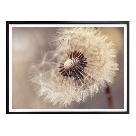 Poster Delgado - Dandelion | wall-art.com