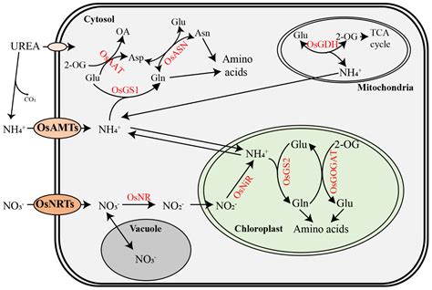 Recent Advances on Nitrogen Use Efficiency in Rice