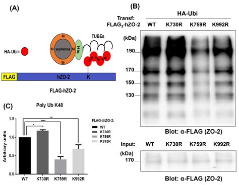 Polyubiquitination and SUMOylation Sites Regulate the Stability of ZO-2 ...