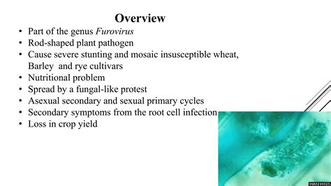 Soil borne wheat mosaic virus.pptx