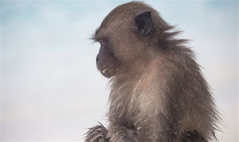 Image result for Alien Monkeys History