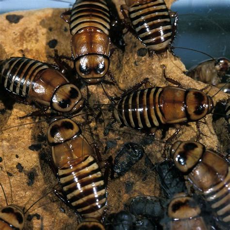 The Nutritional Value of Feeder Insects: A Comprehensive Comparison