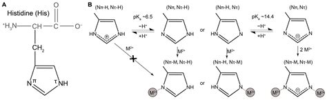 Histidine Amino Acid Structure