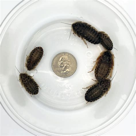How Big Do Dubia Roaches Get at Ernest Rue blog
