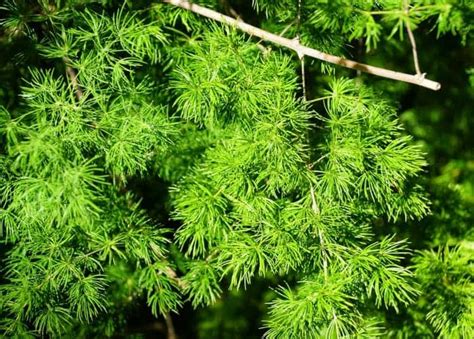 Image result for Using Ming Fern to Replicate Tree Trees