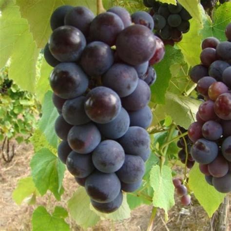 Buy Fruit Plants & Trees Online in India – PlantsKingdom